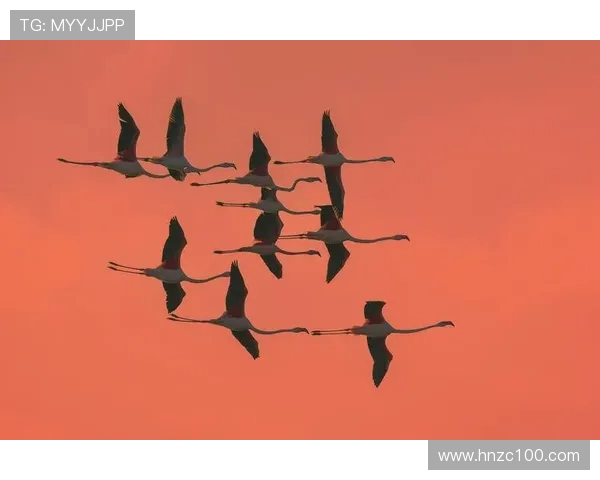 盐城湖与伐木者的对决探讨生态保护与资源开发的平衡之道